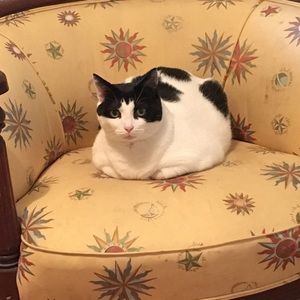 Meet your Posher, Alice